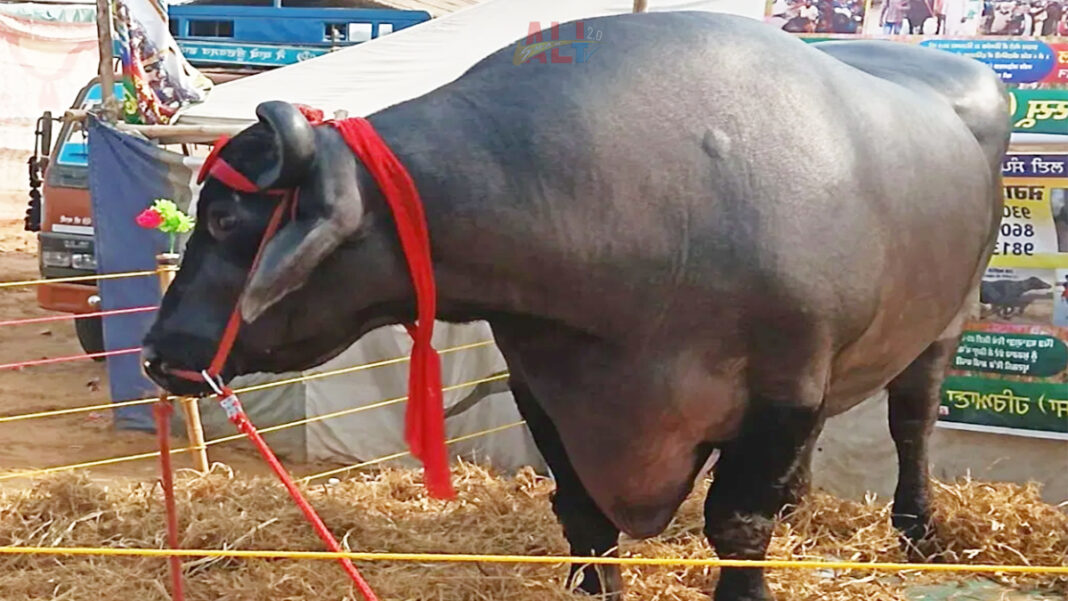 Introducing the Colossal Bovine Wonder: Anmol, the 1500 Kg Indian Buffalo Valued Higher than Luxury Cars and Palatial Homes.